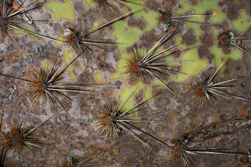 Close up full frame texture of a drying Opuntia cactus with long spines