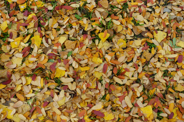 Yellow and red fallen leaves of rowan on the ground in Octber