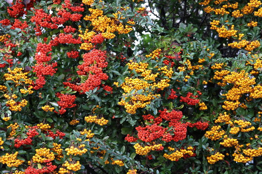 Pyracanthus Bilder Durchsuchen 4,941 Archivfotos, und