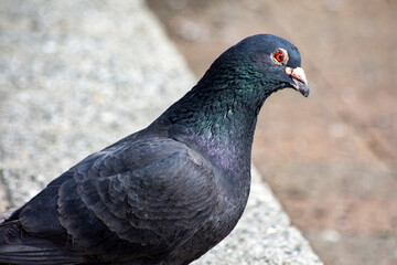 pigeon