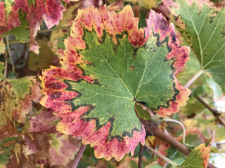 Feuille de vigne en automne avec ses couleurs incroyables Vine leaf in autumn with its incredible colors