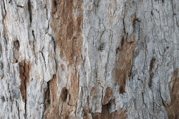 old wood texture