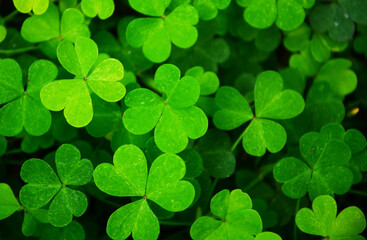 four leaf clover background