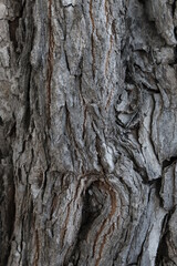 bark of a tree