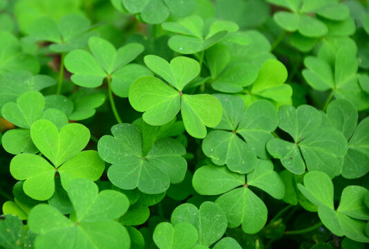clover leaves