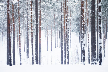 Fototapeta premium Winter landscape. Forest, snow