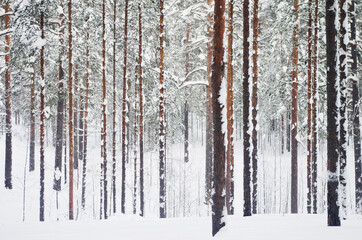 Winter landscape. Forest, snow