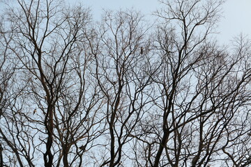 Autumn scenery of Jinju Castle River Park