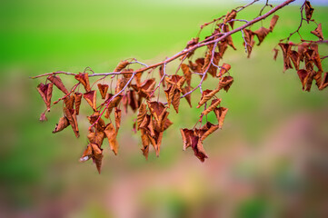 a nice colourful leaf at a bush in autumn