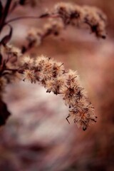 autumn leaves in the wind