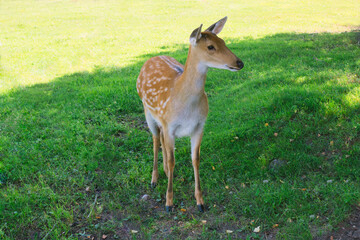Naklejka na ściany i meble Cervus elaphus in the nature. Young red deer stands on the grass in the shade on a sunny day