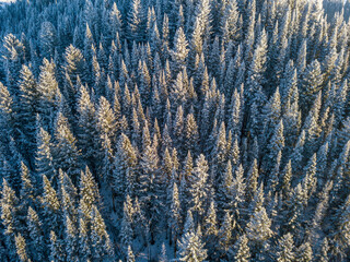 Horizonless Pine Forest under Snow in Winter. Aerial Top View from Above