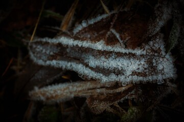 ice on a leaf