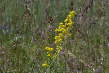 Meadow flowers near lake Baikal