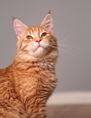 Beautiful red solid maine coon serious kitten sitting and dreaming with thinking eyes and looking up. Closeup