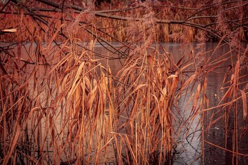 reeds in the water