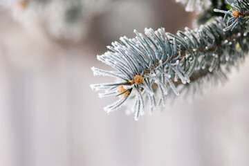 Frost On Blue Spruce Needles