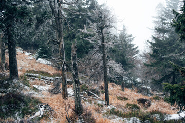 Alte knochige Bäume im Bergwald Nationalpark Harz