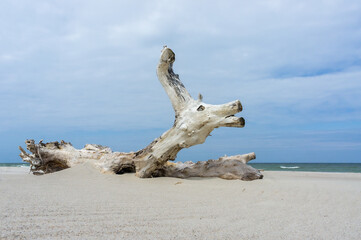 Snag on the sea sand. Sandy beach and beautiful wooden snag.
