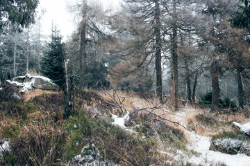 Natürlicher Harzwald im Winter ohne Schnee
