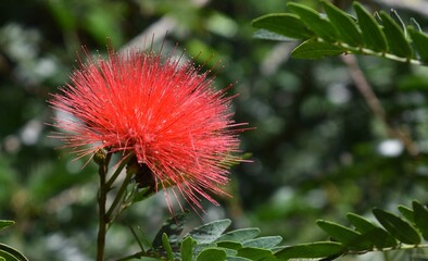 Bright red flower in bloom in the Botanical Gardens in Penang, Malaysia