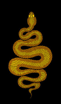 Coiled snake detailed illustration
