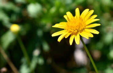 Close up of a beautiful yellow flower in bloom in a garden
