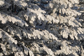 Fir Tree Branches Heavily Covered with Fresh Snow. Pine Tree Covered with Frost in Cold Winter. Close Up View