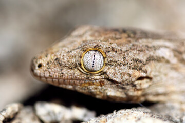 Close up of young leachianus gecko