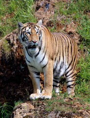 Tiger in a zoo (Cabárceno, Cantabria, Spain)