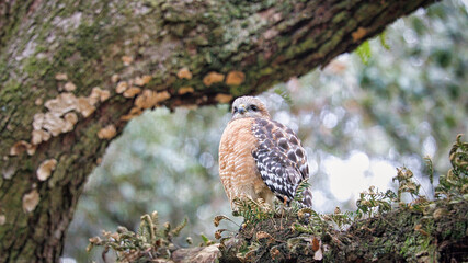Beautiful animals and natural scenes of the wild