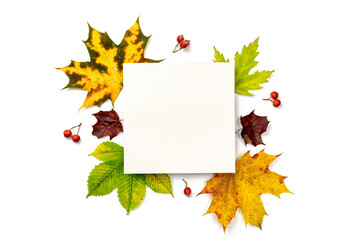 Naklejka na ściany i meble Autumn leaves background. Dried green leaves, yellow leafs and red berries in shape frame isolated on white background with blank space for text. Concept of Thanksgiving day or Halloween.