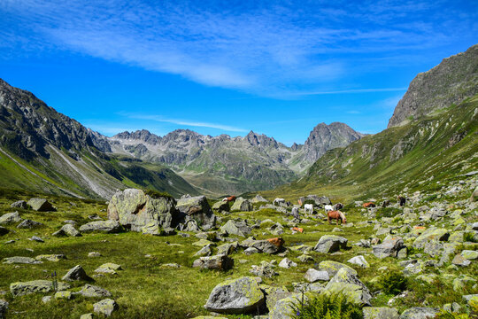 Horses spotted in the Montafon valley, Vorarlberg Austria