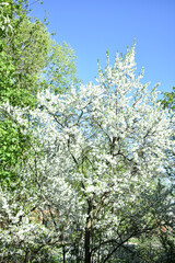 Fototapeta na wymiar trees bloom and bloom in spring
