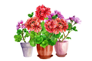 Naklejka na ściany i meble Composition, blooming geranium in a pot. Spring, summer home and garden flowers. Hand drawn watercolor painting illustration on white background