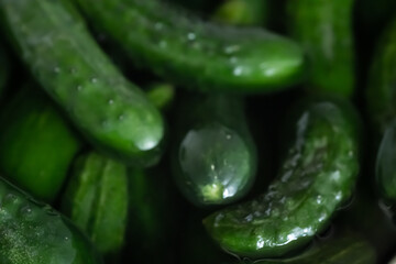 Fresh cucumbers as background or texture
