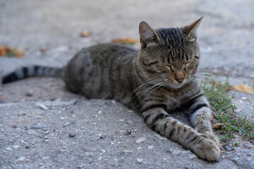 Cat resting on the ground