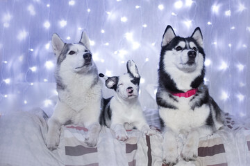 three dogs in winter