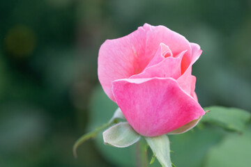 Blooming bud of growing rose