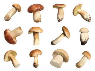 Set of fresh edible mushrooms on white background