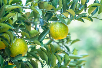 Fresh ripe tangerine mandarin orange on the tree in the orange garden orchard.
