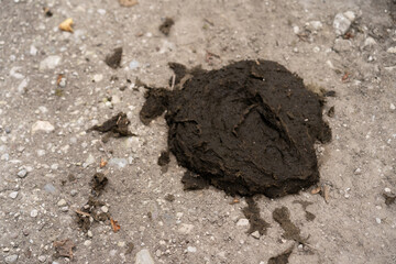 Cow dung on the ground
