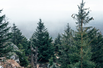 Nadelwald und Nebel