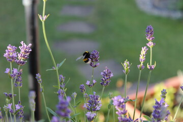 bee on lavender