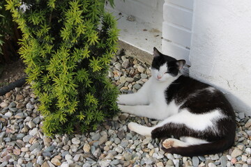 black and white cat in the garden