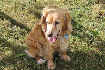 english golden cocker spaniel dog 