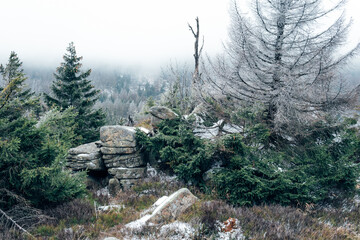 Natur im Harz Winter