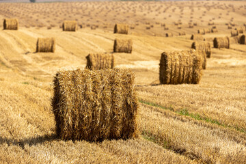 Fototapeta premium Bales of straw background with copy space. Lots of bales of straw at the agricultural field. Authentic farm series.
