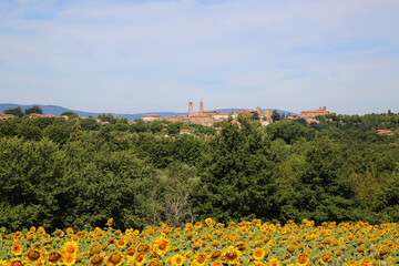 Field of Sunflowers with the town of Citta Della Pieve in the background.