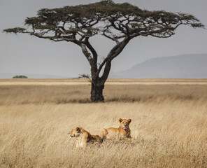 Resting in the Serengeti